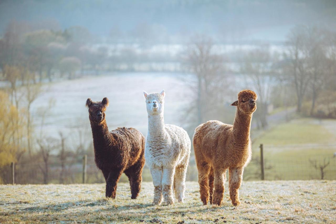 Shabby Shepherds Penrith Luaran gambar